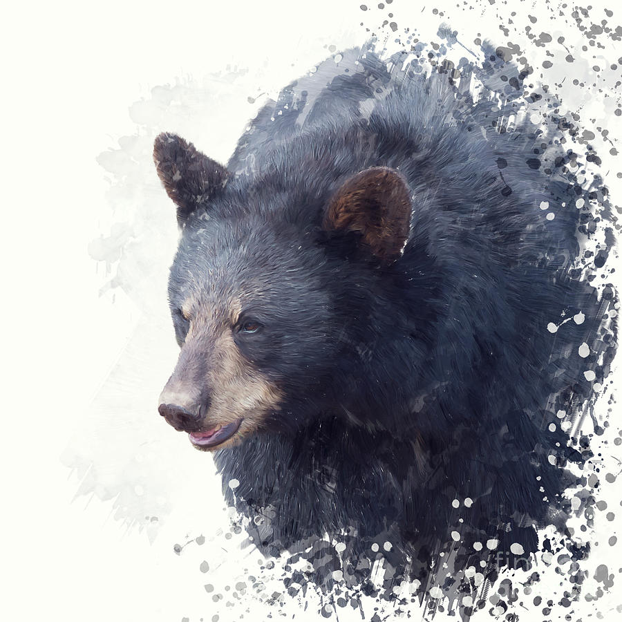 900x900 Black Bear Portrait Watercolor Painting Digital Art By Svetlana Foote