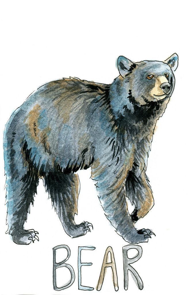 654x1024 Black Bear Watercolor Sketch Art Print 5 X 7, 8 X 10, And 11 X 14