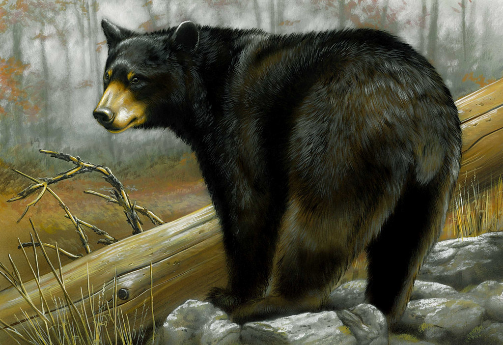 1024x702 Record Number Of Black Bears Harvested During 2016 Hunt