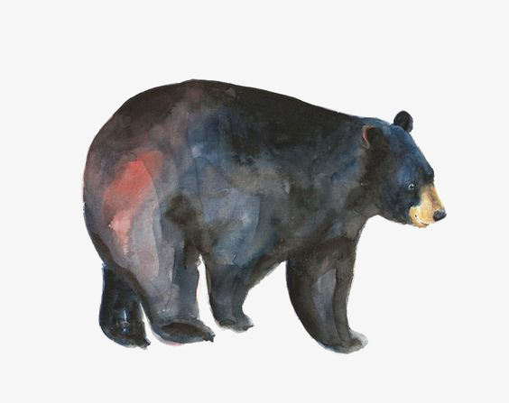 564x447 Watercolor Black Bear, Watercolor Clipart, Animal, Painted Black