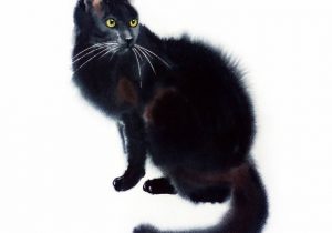 300x210 Watercolor Paintings Of Cats Watercolor Painting Tutorial