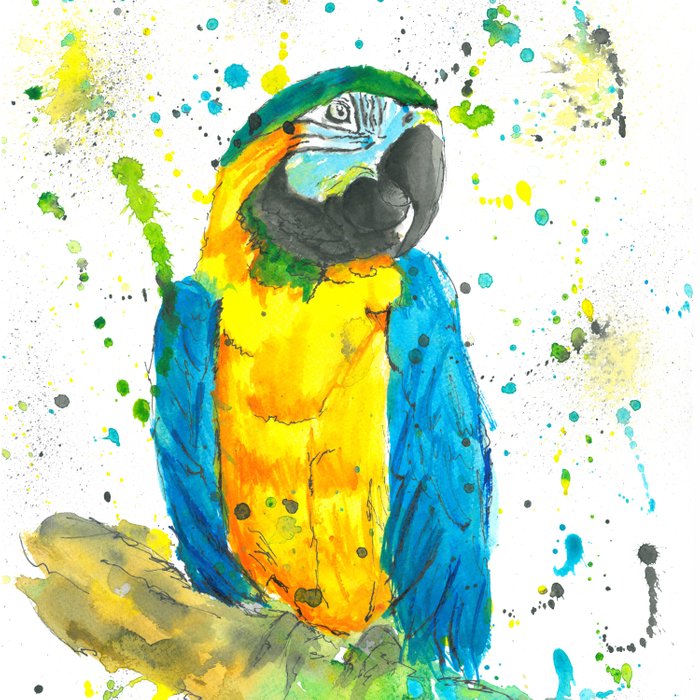 700x700 Blue Amp Gold Macaw