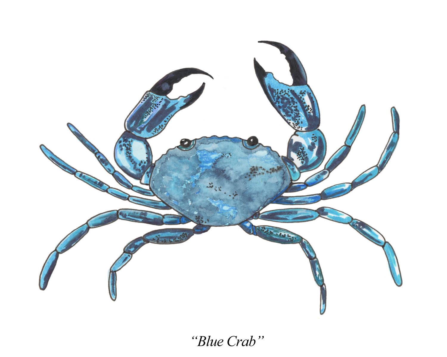 1500x1200 Blue Crab Watercolor Print From An Original Watercolor
