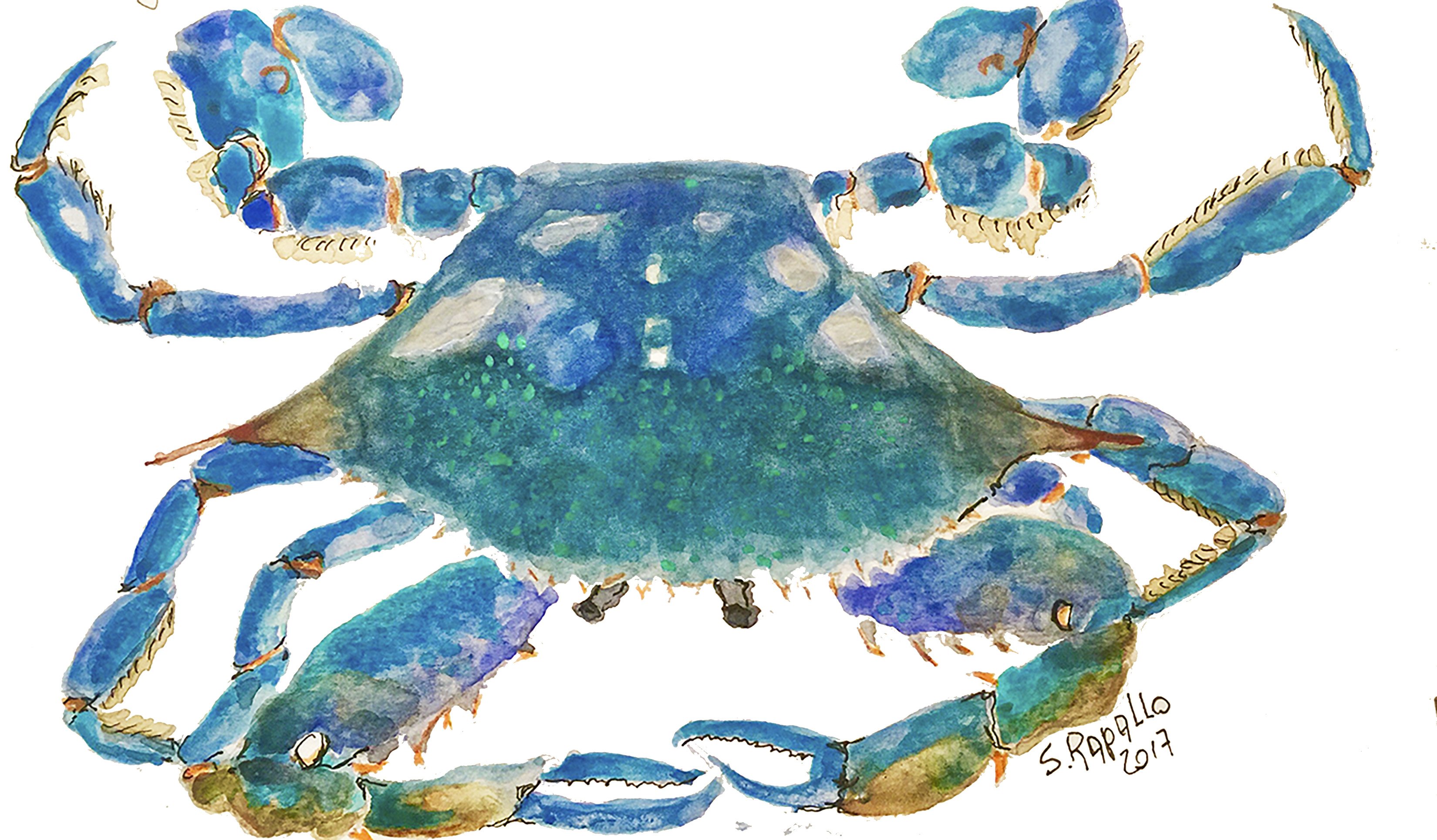 3300x1930 Mr. Blue Crab Susana Rapallo Art Portfolio