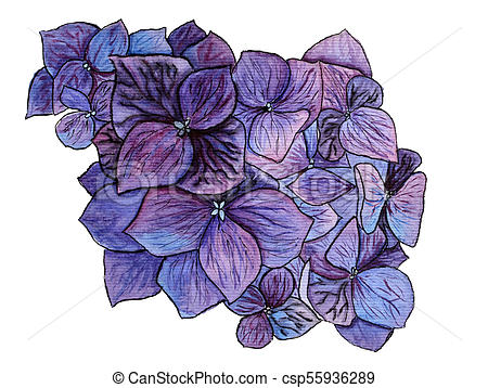 450x358 Blue Hydrangea Flower Watercolor On White Background.