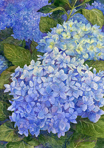 211x300 Hydrangea Watercolor Paintings Fine Art America