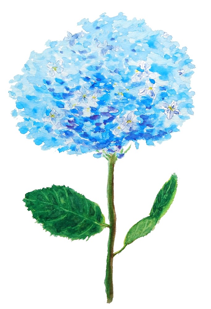 684x1000 Abstract Blue Hydrangea Watercolor By Colorandcolor Redbubble