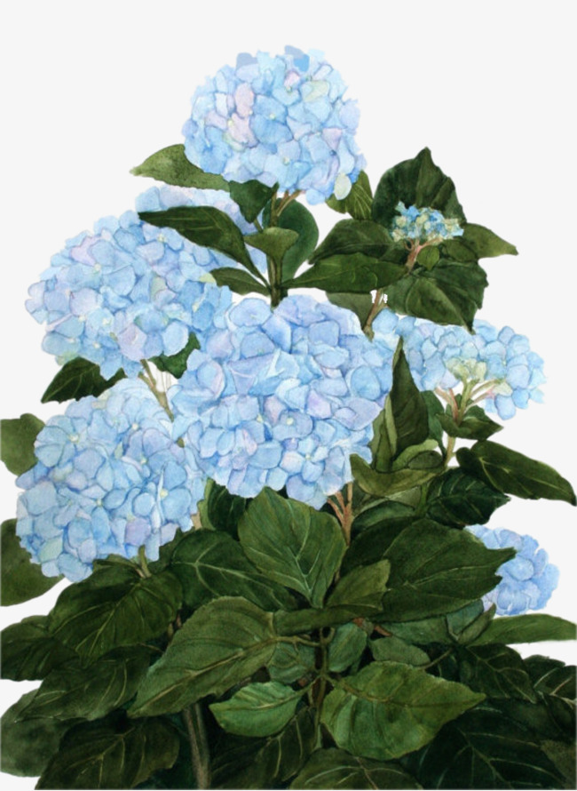 650x890 Blue Hydrangea, Blue, Ziyang, Flower Png Image And Clipart For