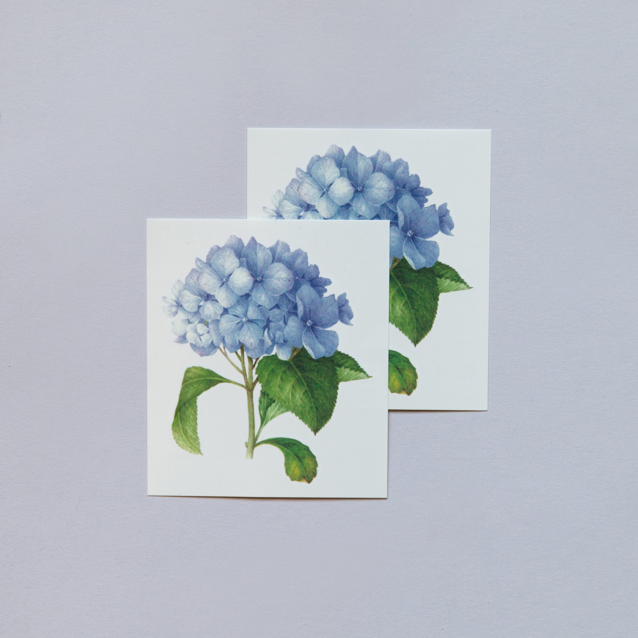 2048x2048 Blue Hydrangea (Scented) By Vincent Jeannerot From Tattly