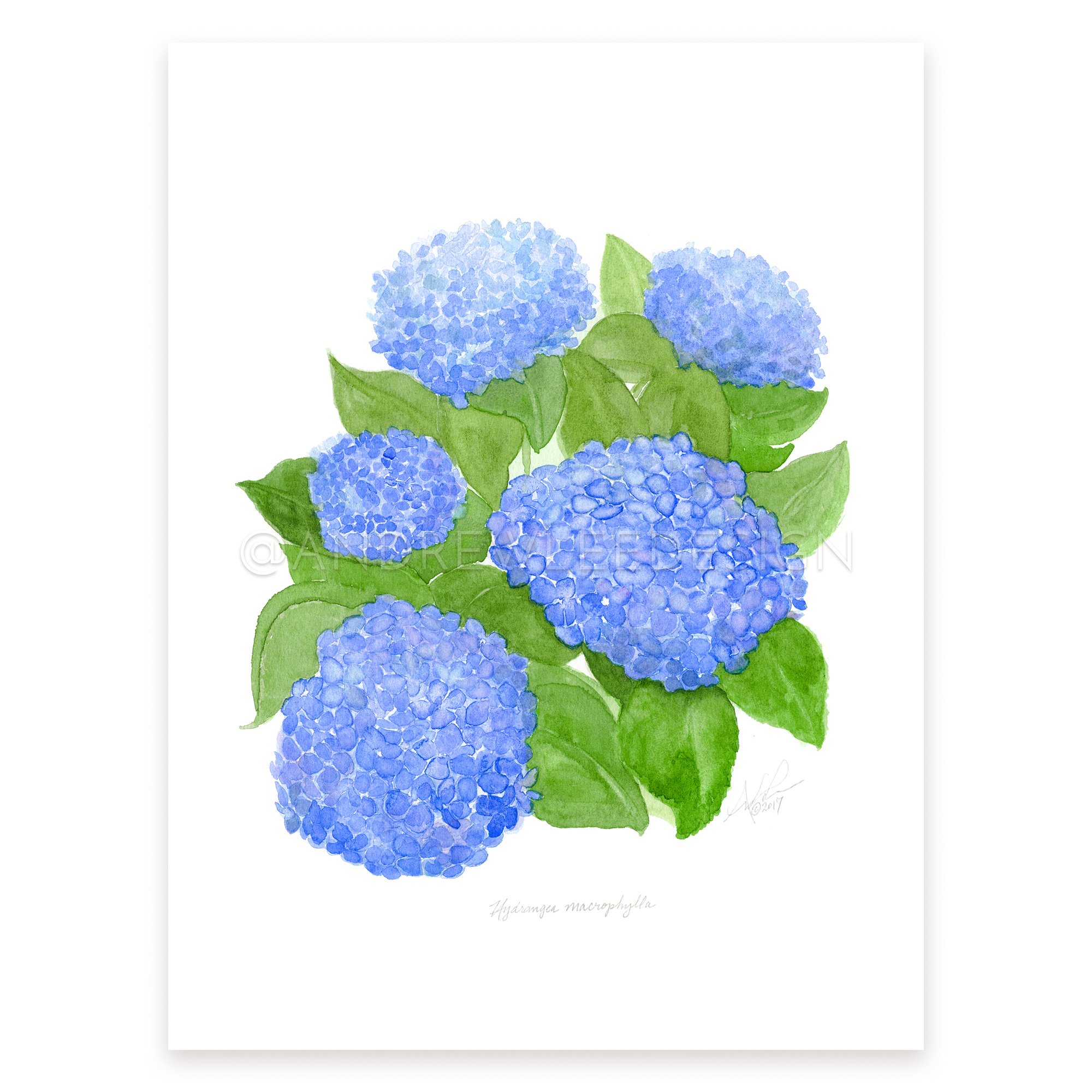 2000x2000 Blue Hydrangea
