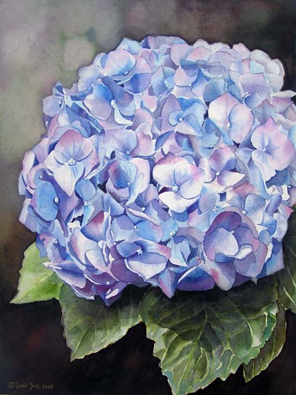 425x567 Blue Hydrangea