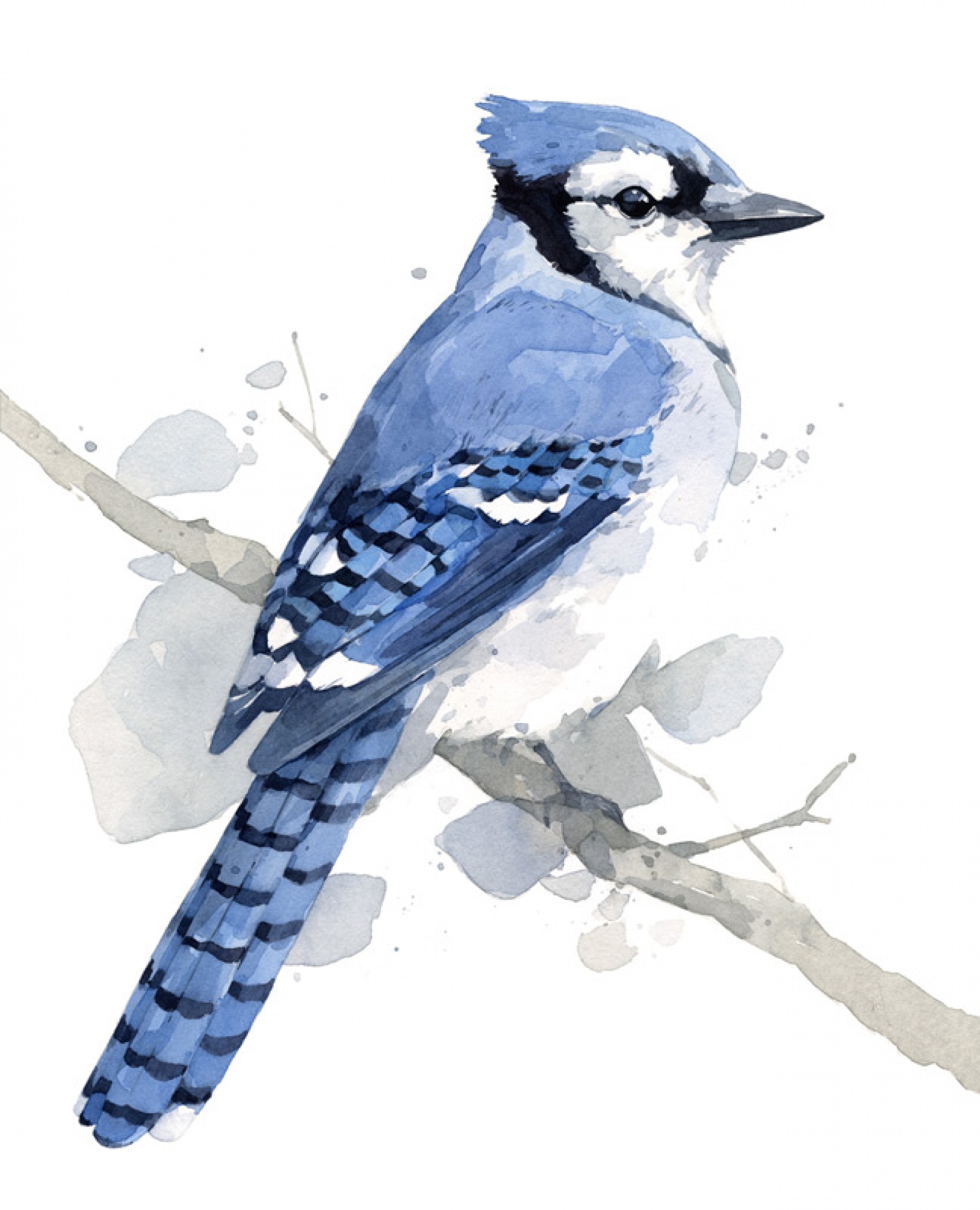 1600x1975 Blue Jay Watercolor Art Print David Scheirer Watercolors