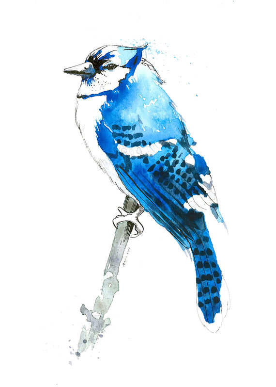 570x798 Blue Jay Watercolor Bird