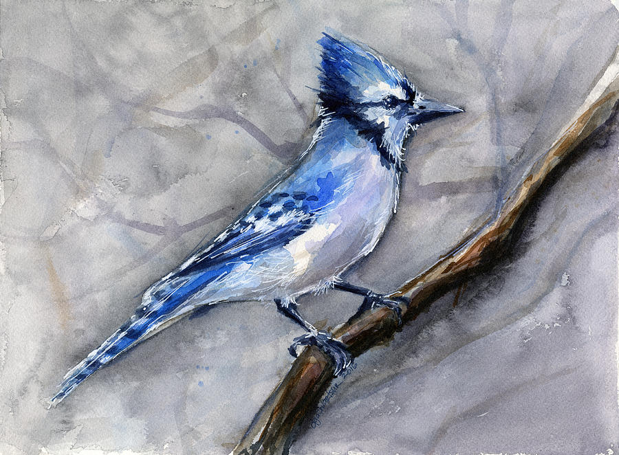 900x662 Blue Jay Watercolor Painting By Olga Shvartsur