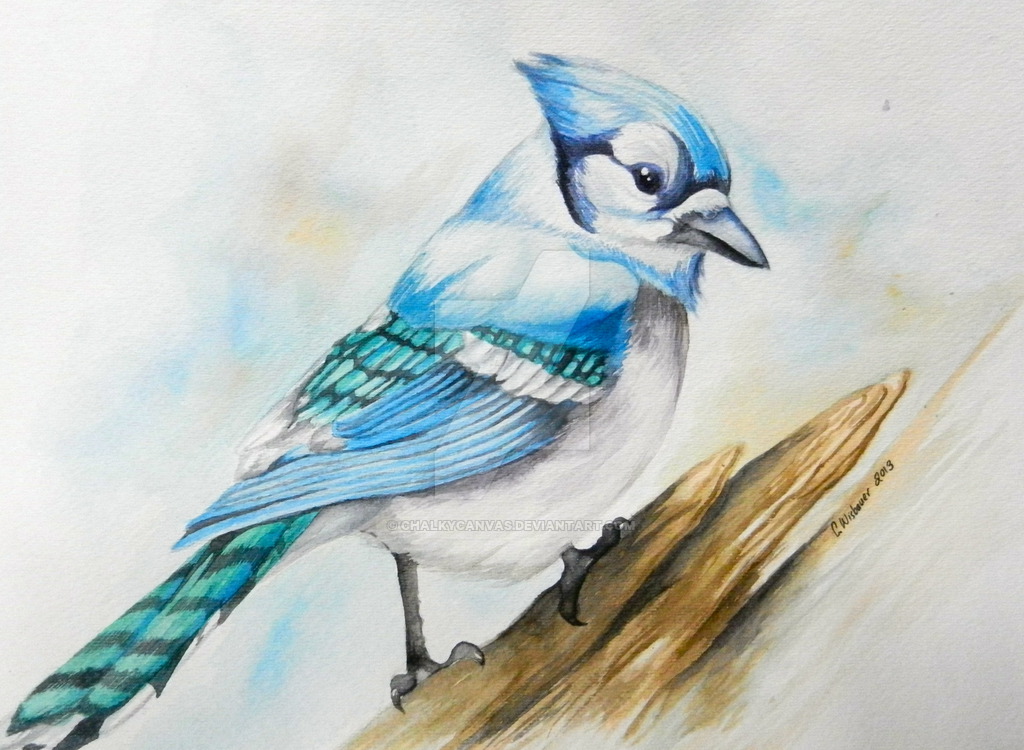 1024x750 Bluejay In Watercolor By Chalkycanvas