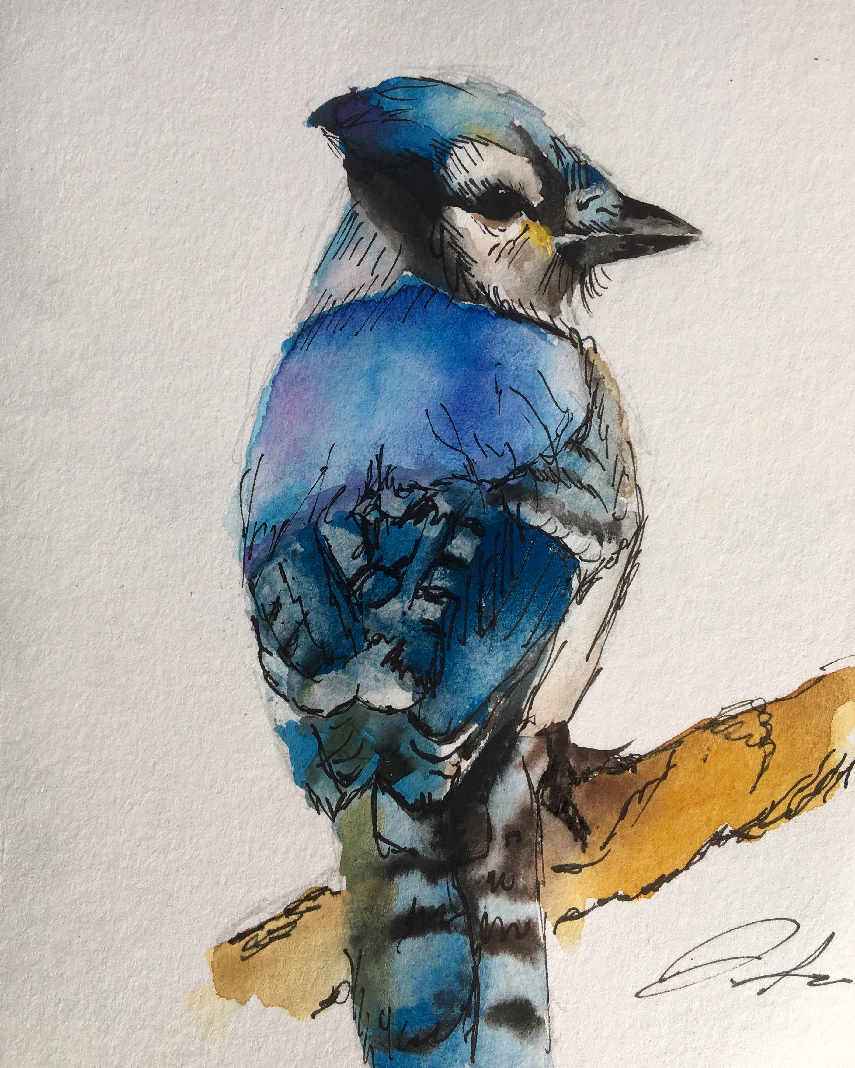 2811x3508 My Watercolor Bluejay