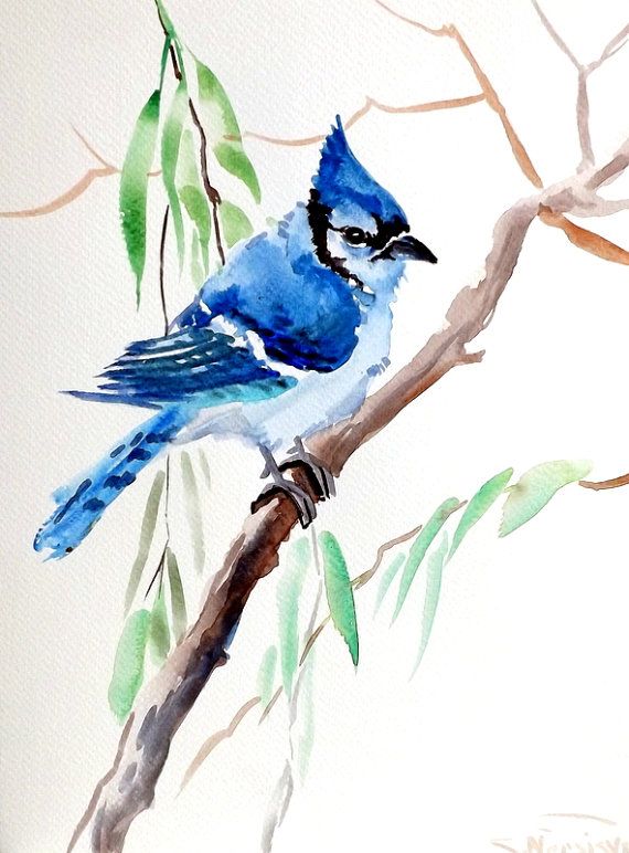 570x772 Blue Jay, Original Watercolor Painting, 12 X 9 In Watercolors