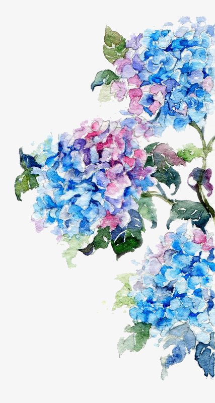 427x800 Watercolor Flowers, Watercolor Clipart, Watercolor, Flowers Png