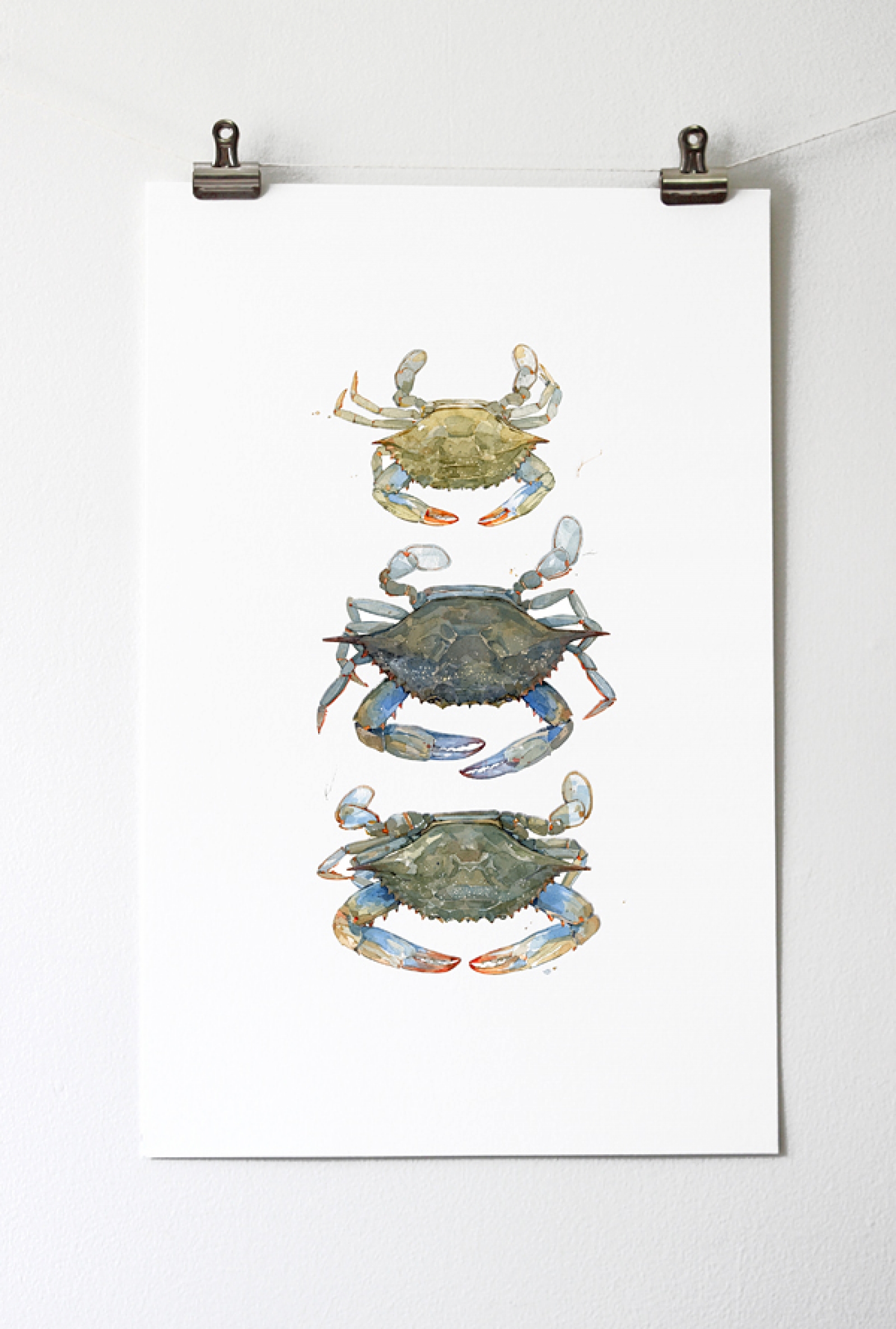 1600x2373 Maryland Blue Crabs Watercolor Art Print David Scheirer Watercolors