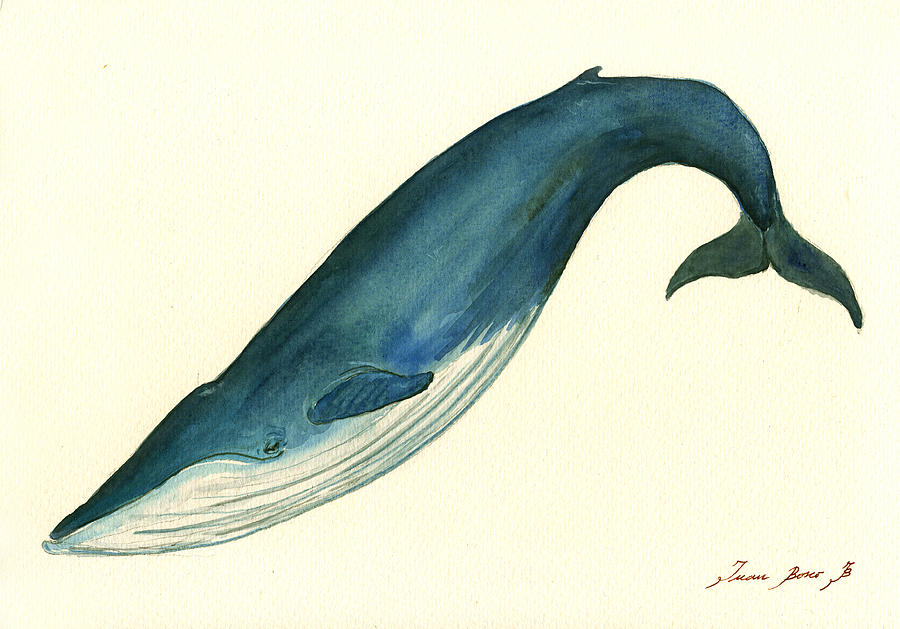 900x629 Blue Whale Painting Painting By Juan Bosco