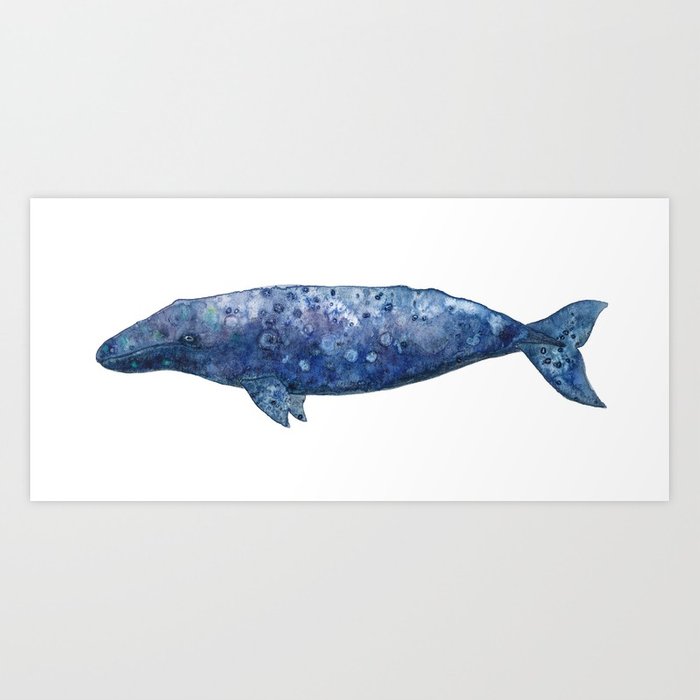 700x700 Blue Whale Watercolor Art Print By Camillepenner Society6