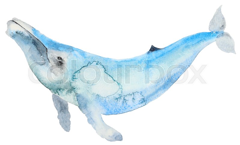 800x484 Hand Painted Watercolor Blue Whale In Cartoon Style. Sea Mammal
