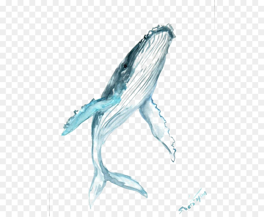 900x740 Humpback Whale Drawing Watercolor Painting Clip Art