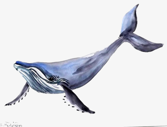 564x430 Watercolor Blue Whale, Watercolor Clipart, Whale Clipart, Blue