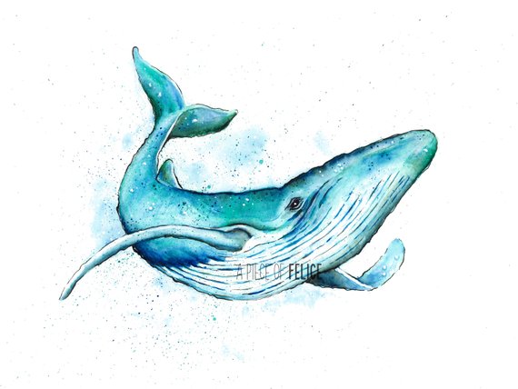570x428 Watercolor Blue Whale Painting Print Blue Whale Art Animal Etsy