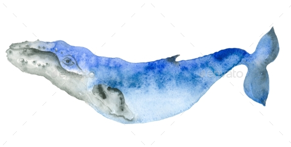 590x299 Watercolor Blue Whale By Ivanfet Graphicriver