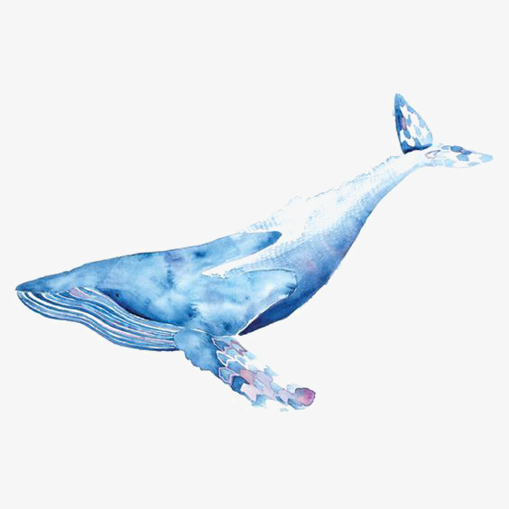 564x564 Watercolor Whale, Watercolor Clipart, Whale Clipart, Blue Whale