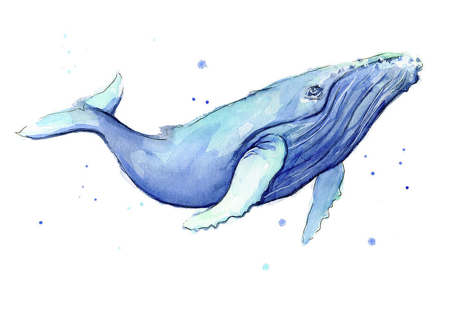 900x642 Whale Watercolor Humpback Painting By Olga Shvartsur