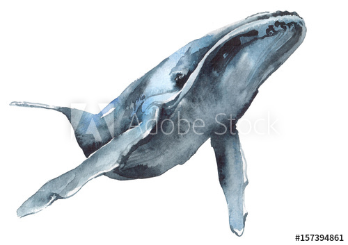 500x353 Watercolor Illustration Of A Blue Whale