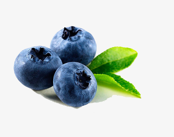 600x472 Blueberry Still Life Watercolor, Watercolor Clipart, Still Life