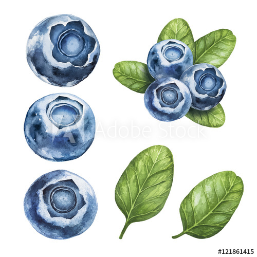 500x500 Blueberry. Watercolor Botanical Illustrations.