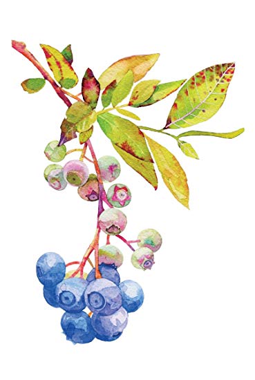 369x550 Blueberries Watercolor Kitchen Artwork Home Blueberry