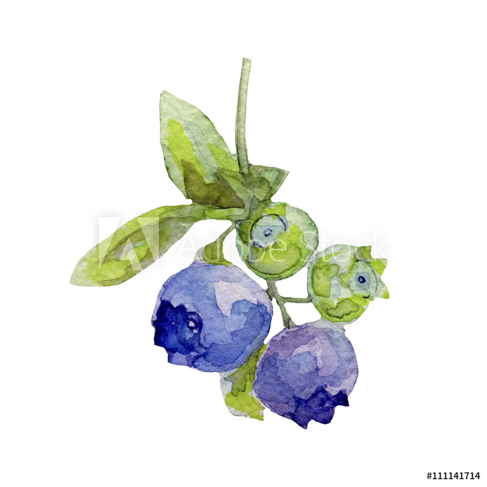 1000x1000 Photo Amp Art Print Blueberries With Leaves, Watercolor Illustration