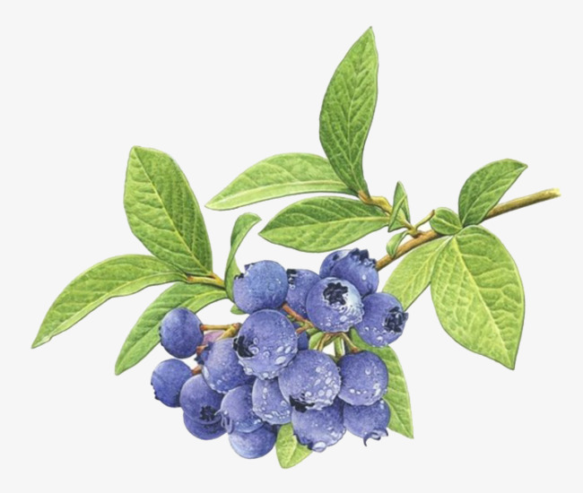 650x550 Watercolor Blueberries, Watercolor, Blueberry, Simple Png And Psd