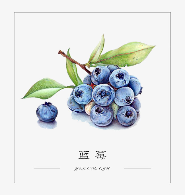 650x684 Watercolor Blueberries, Watercolor Clipart, Blueberry, Fruit Png