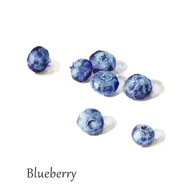 600x614 Watercolor Fruit Illustrationblueberry. On Behance