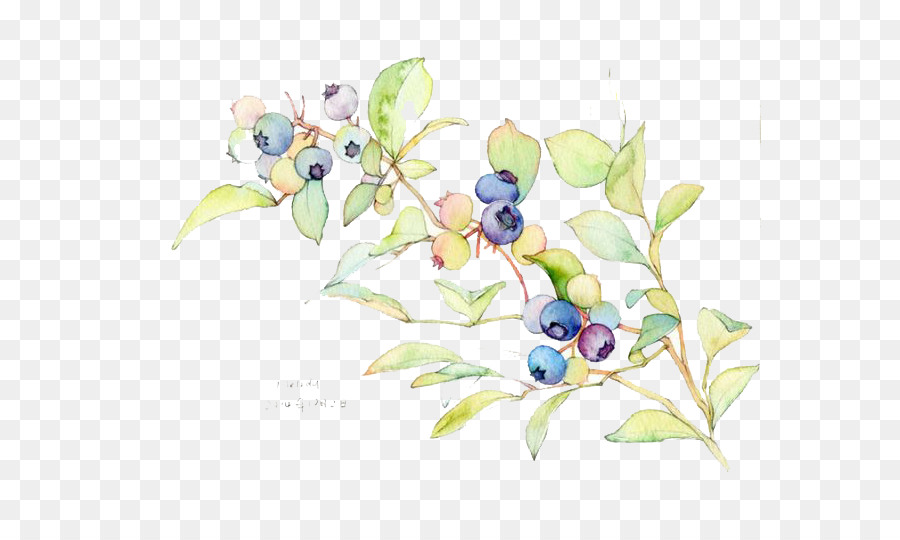 900x540 Watercolor Painting Blueberry Illustration