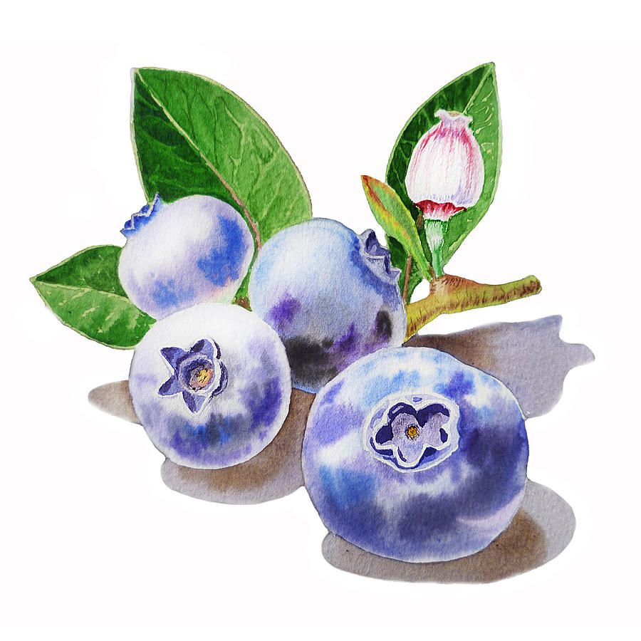 900x900 Watercolor Paintings Of Blueberries Blueberries Painting
