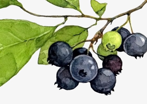 564x399 Blueberry, Watercolor, Fruit Png Image And Clipart For Free Download