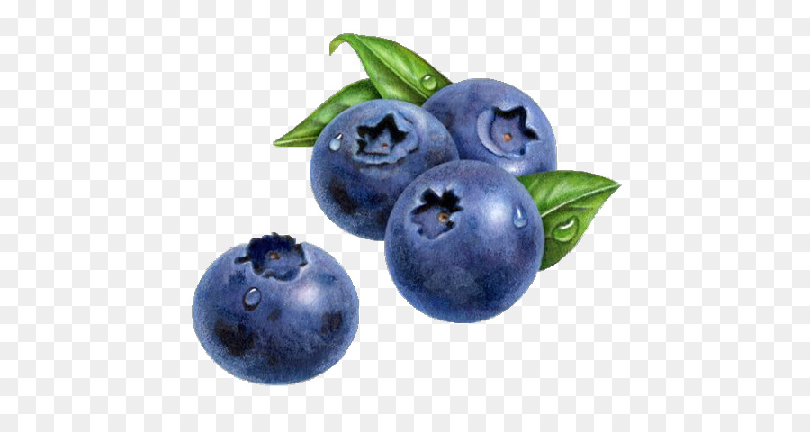 900x480 Blueberry Drawing Watercolor Painting Muffin