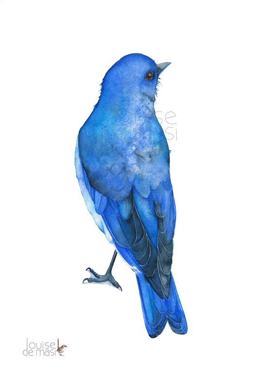 570x782 Bluebird Print Of Watercolour Painting, A4 Size, Bb18617, Bluebird