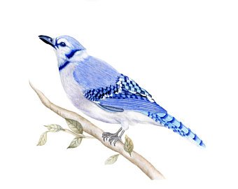 340x270 Bluebird Watercolor Etsy
