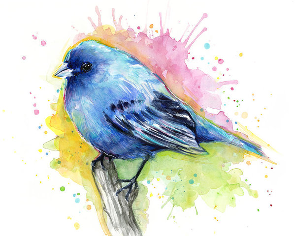 599x480 Indigo Bunting Blue Bird Watercolor Poster By Olga Shvartsur