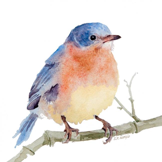 650x650 Stunning Bluebird Watercolor Painting Reproductions For Sale On