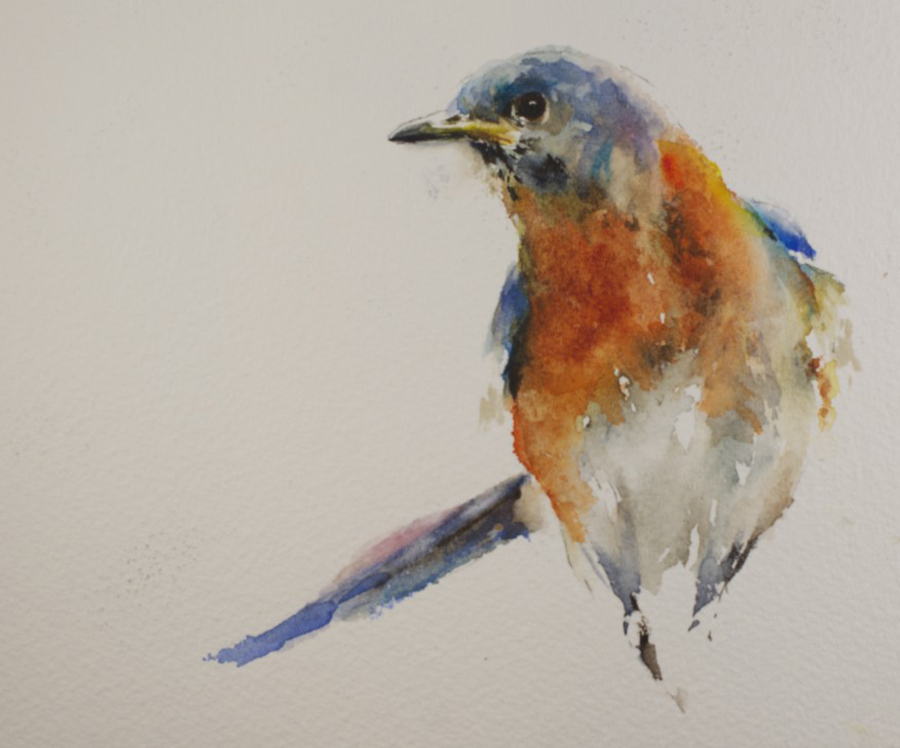 900x748 Sue Churchgrant Daily Painting Bluebird Watercolor