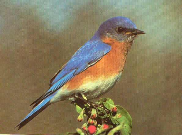 595x442 Watercolor Lesson